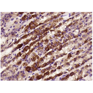 Anti-FAM83H antibody-FAM83H蛋白抗體