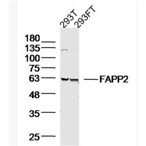 Anti-FAPP2 antibody-FAPP2蛋白抗体