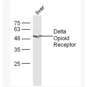 Anti-Delta Opioid Receptor antibody-D型阿片受体抗体