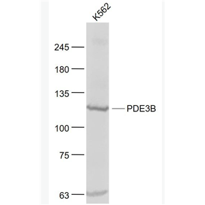 Anti-PDE3B  antibody-环核苷酸磷酸二酯酶PDE3B抗体