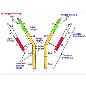 DNA聚合酶γ/DNA pol γ蛋白，DNA Polymerase gamma Protein