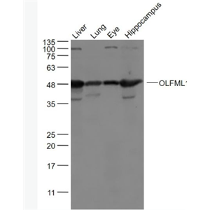 Anti-OLFML1antibody-嗅球蛋白样蛋白1抗体