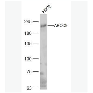 Anti-ABCC9 antibody-ATP结合盒转运家族蛋白9抗体