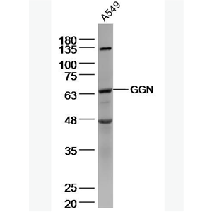Anti-GGN antibody-配子生成素抗体