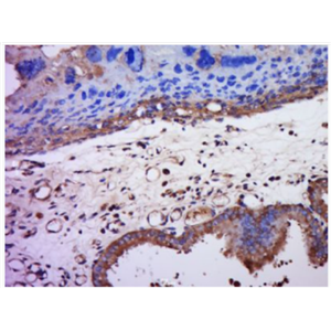 Anti-ZP2 antibody-卵透明带糖蛋白2抗体