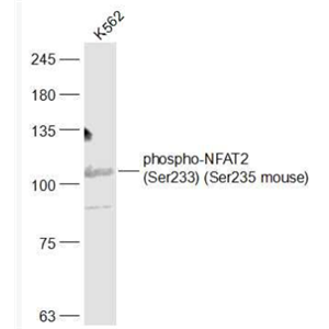 Anti-phospho-NFAT2 (Ser233) antibody-磷酸化活化T细胞核因子1蛋白抗体