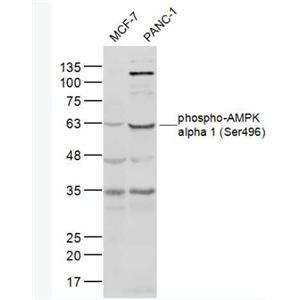 Anti-phospho-AMPK alpha 1 (Ser496) antibody-磷酸化腺苷单磷酸活化蛋白激酶α1抗体