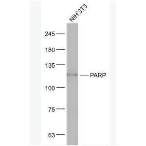 Anti-PARP1 antibody-多腺苷二磷酸多聚酶/多聚ADP-核糖聚合酶1单克隆抗体