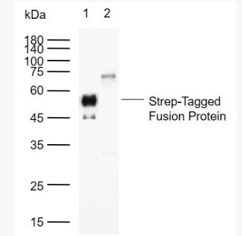 Anti-Strep-Tag II antibody-Strep-Tag II（标签）单克隆抗体,Strep-Tag II