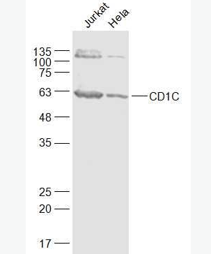 Anti-CD1C antibody-T细胞表面糖蛋白CD1C抗体,CD1C