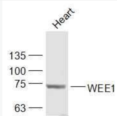 Anti-WEE1 antibody-WEE1蛋白抗体,WEE1