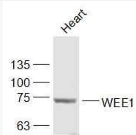 Anti-WEE1 antibody-WEE1蛋白抗體,WEE1