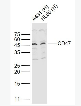 Anti-CD47 antibody-整合素相关蛋白CD47,CD47