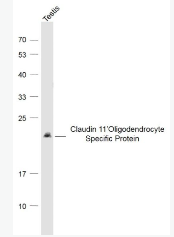 Anti-CLDN11 antibody-少突胶质细胞跨膜蛋白抗体,CLDN11