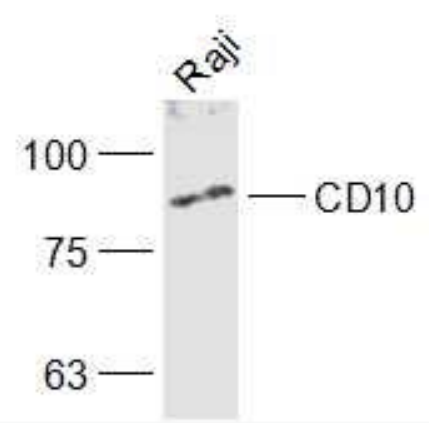 Anti-CD10 antibody-CD10抗体,CD10