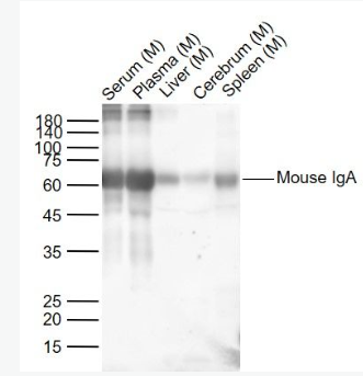 Anti-Mouse IgAantibody-小鼠IgA抗體,Mouse IgA