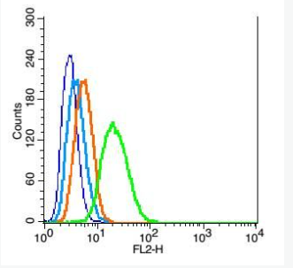 Anti-Mitofusin 1 antibody-線粒體融合蛋白1抗體,Mitofusin 1