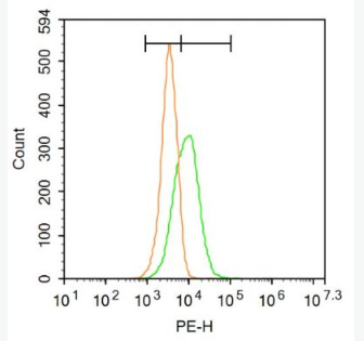 Anti-NR2D antibody-谷氨酸受体2D抗体,NR2D