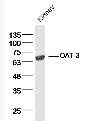 Anti-OAT-3 antibody-阴离子转运蛋白-3抗体,OAT-3