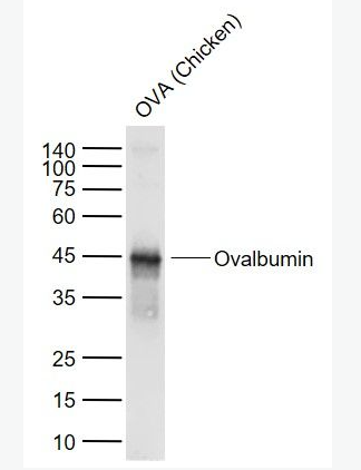 Anti-Ovalbumin antibody-鸡卵白蛋白/卵清蛋白抗体,Ovalbumin