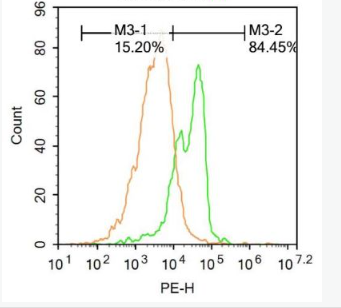 Anti-AEBP1 antibody-脂肪细胞增强结合蛋白1,AEBP1