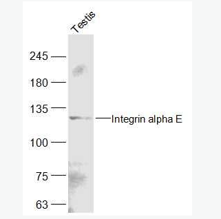 Anti-Integrin alpha E antibody-整合素αE（CD103）抗体,Integrin alpha E
