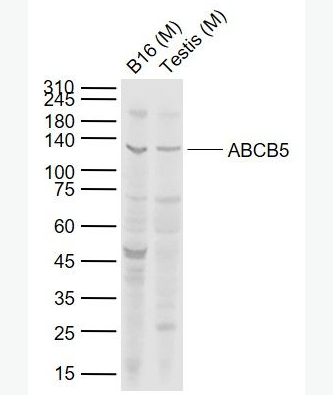 Anti-ABCB5 antibody-ATP结合蛋白家族5抗体,ABCB5