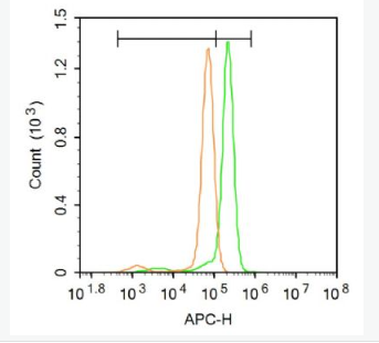 Anti-ASK1 antibody-细胞凋亡信号调节激酶1抗体,ASK1