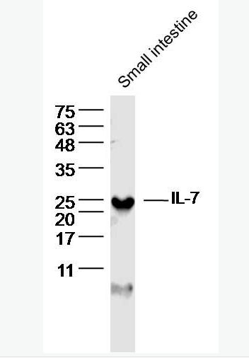 Anti-IL-7 antibody-白介素7抗體,IL-7