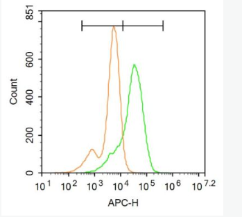 Anti-EAAT3 antibody-胶质细胞谷氨酸运载蛋白3/神经/上皮细胞谷氨酸运载蛋白抗体,EAAT3