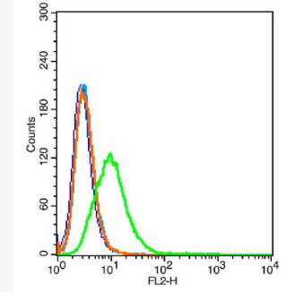 Anti-CD59 antibody-CD59抗體,CD59