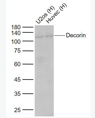 Anti-Decorin antibody-核心蛋白聚糖抗体,Decorin