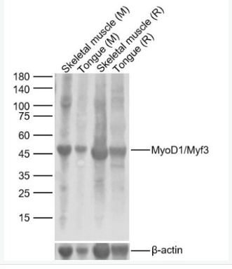 Anti-MyoD1/Myf3  antibody-MyoD1/Myf3,MyoD1/Myf3