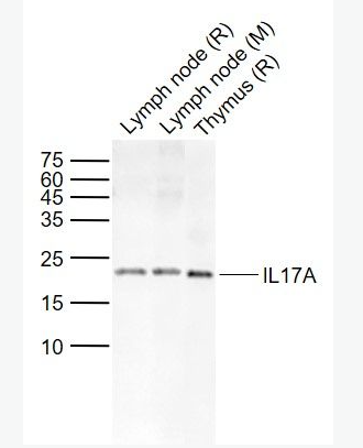 Anti-IL17A antibody-白介素-17抗体,IL17A