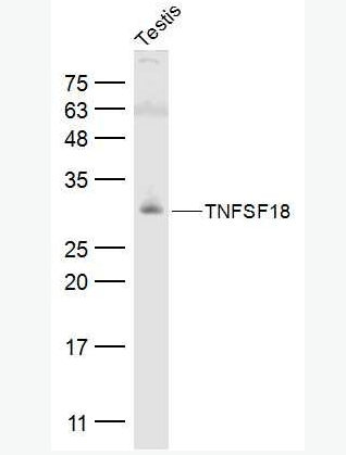 Anti-TNFSF18 antibody-肿瘤坏死因子配体超家族成员18抗体,TNFSF18