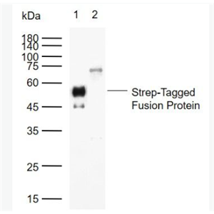 Anti-Strep-Tag II antibody-Strep-Tag II（标签）单克隆抗体