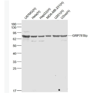 Anti-GRP78/Bip antibody-葡萄糖调节蛋白78单克隆抗体