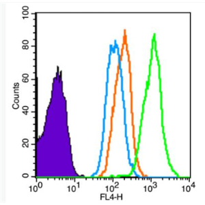 Anti-CMyoD1/Myf3 antibody-肌原调节蛋白抗体