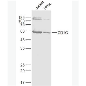 Anti-CD1C antibody-T细胞表面糖蛋白CD1C抗体,CD1C