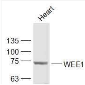 Anti-WEE1 antibody-WEE1蛋白抗体