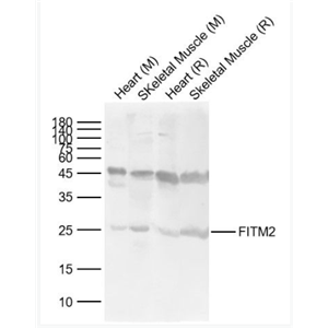 Anti-FITM2  antibody-FITM2蛋白抗体