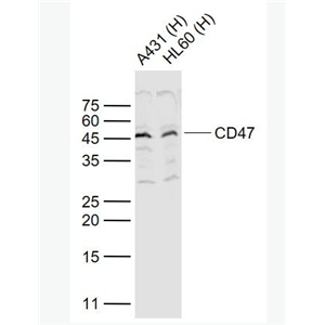 Anti-CD47 antibody-整合素相关蛋白CD47