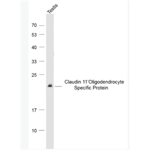 Anti-CLDN11 antibody-少突胶质细胞跨膜蛋白抗体