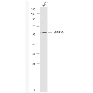 Anti-GPR39 antibody-G蛋白偶联受体39抗体