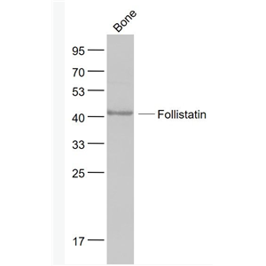 Anti-FS/Follistatin antibody-促卵泡激素抑释素/卵泡抑素抗体