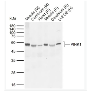 Anti-PINK1 antibody-丝氨酸/苏氨酸蛋白激酶PINK1抗体