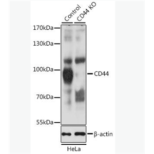 Anti-CD44 antibody-CD44抗体
