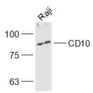 Anti-CD10 antibody-CD10抗体