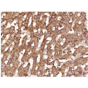 Anti-FGF3 antibody-纤维母细胞生长因子3抗体