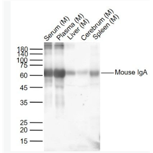 Anti-Mouse IgAantibody-小鼠IgA抗体,Mouse IgA